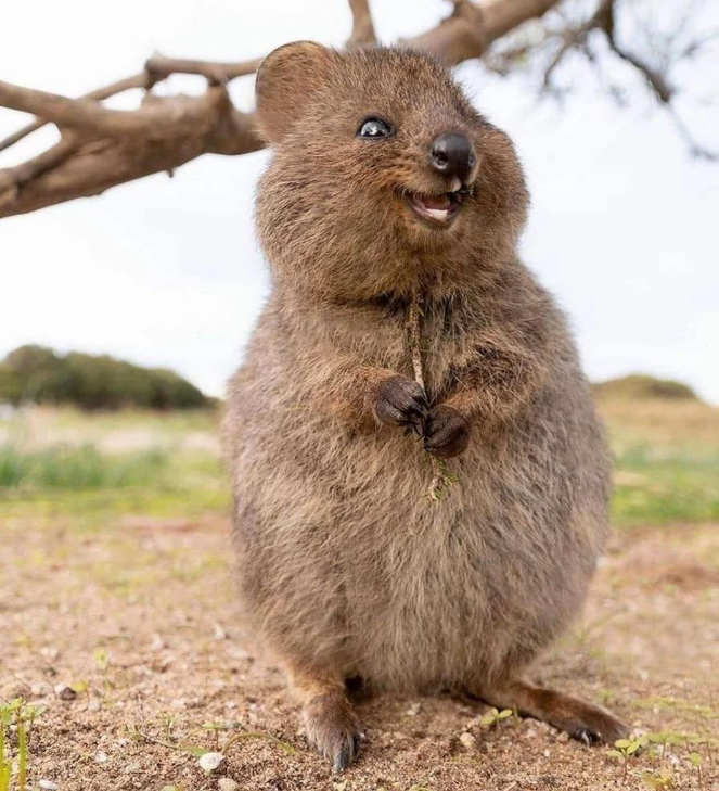 Quokka sorrindo